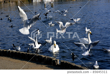茨城縣水戶市千場湖的天鵝 85645311