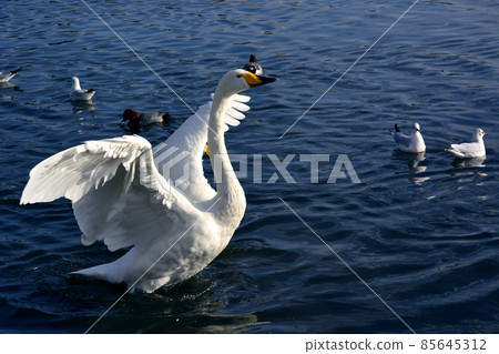 茨城縣水戶市千場湖的天鵝 85645312