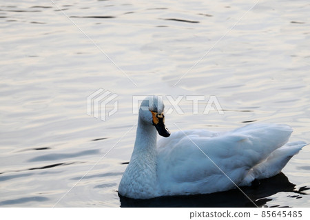 Tundra swan, Kawajima-cho, Hiki-gun, Saitama Prefecture 85645485