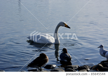 Swan of Lake Senba in Mito City, Ibaraki Prefecture Swan of Lake Senba in Mito City, Ibaraki Prefecture 85645544