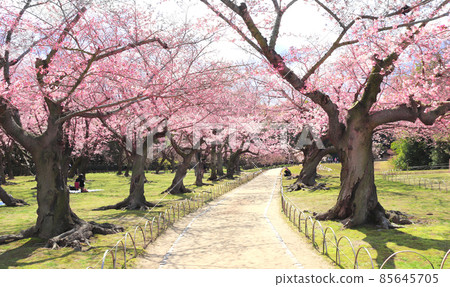 Blooming sakura trees in Koishikawa Korakuen garden, Okayama, Japan Blooming sakura trees in Koishikawa Korakuen garden, Okayama, Japan 85645705