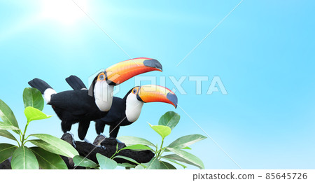 Horizontal banner with two beautiful colorful toucan birds on a branch in a rainforest 85645726