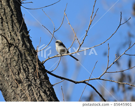 Long-tailed tit perching on a tree 85645901