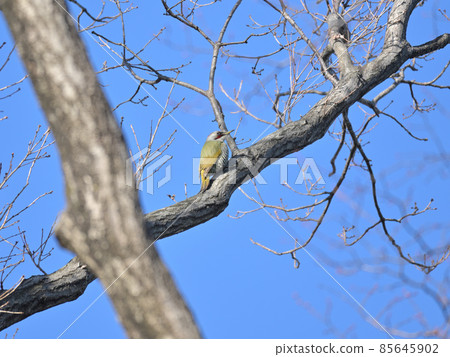Green woodpecker perched on a tree Green woodpecker perched on a tree 85645902
