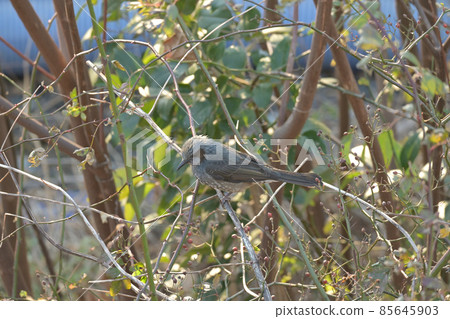Bulbul aiming at the nut Bulbul aiming at the nut 85645903
