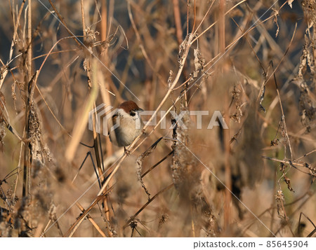Winter sparrow 85645904
