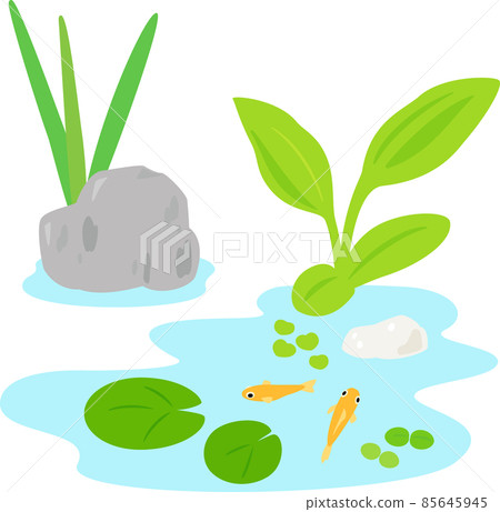 Medaka, aquatic plants, pond 85645945