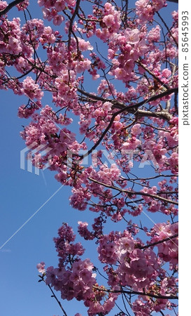 Cherry Blossoms Cherry Blossoms 85645993
