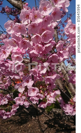 Cherry Blossoms Cherry Blossoms 85645994