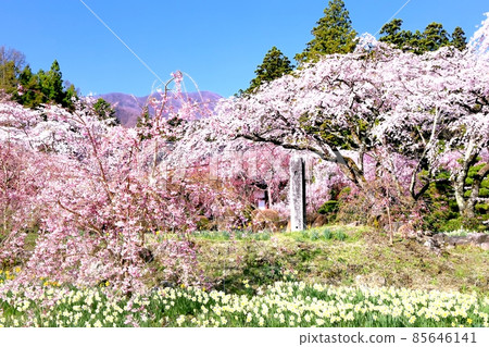 櫻花和水仙花 85646141