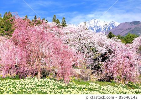 櫻花和水仙花 85646142