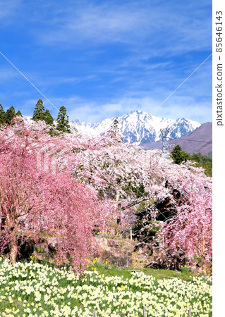 櫻花和水仙花 櫻花和水仙花 85646143