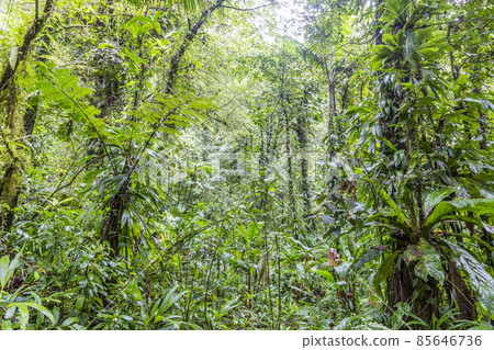 Green leaf wall in the Dominican rainforest 85646736