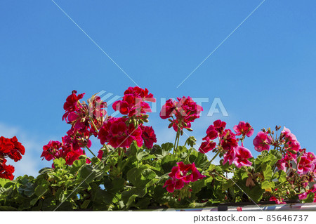 Geranium flowers in flower box on a balcony 85646737