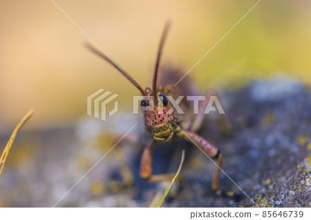 Frontal close up of colorful locust in South Africa Frontal close up of colorful locust in South Africa 85646739