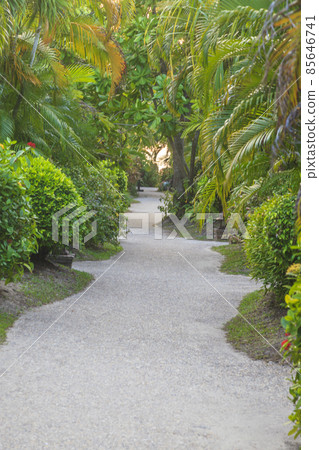 Footpath across tropical garden without people Footpath across tropical garden without people 85646741
