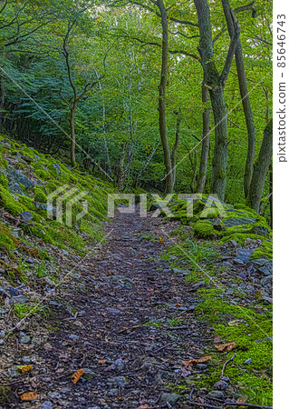 Foothpath through wild forest close to river Rhine 85646743