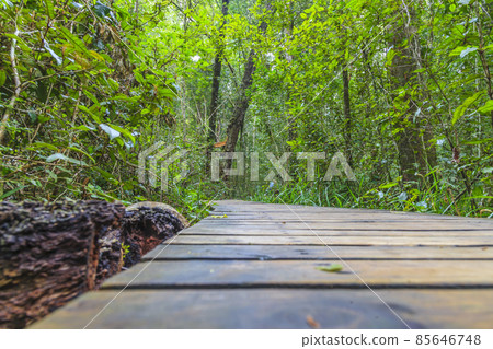 Fortified path in the jungle from a soil perspective Fortified path in the jungle from a soil perspective 85646748