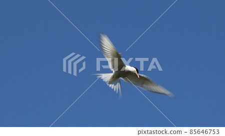 Flying seagull in front of deep blue sky Flying seagull in front of deep blue sky 85646753