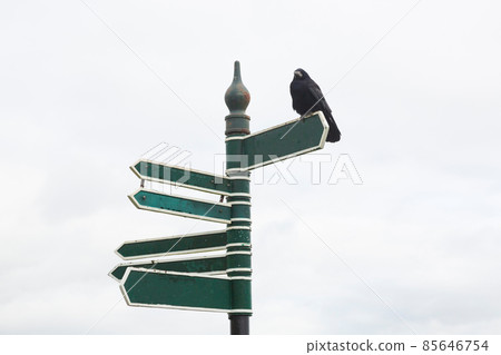 Empty signposts with Raven sitting on top 85646754