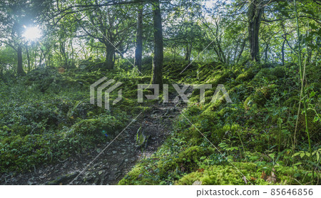 Dense and green forest in Killarney National Park in Ireland 85646856