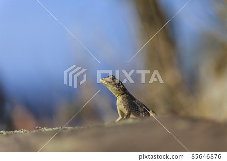 Close up picture of brown lizzard 85646876