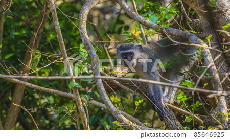 Monkey in the branches looks directly into the camera Monkey in the branches looks directly into the camera 85646925