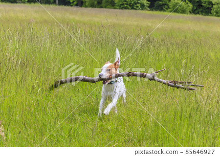 Parson Russell Terrier runs across a meadow 85646927