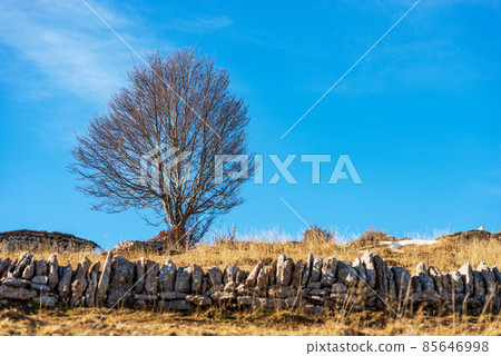 Bare Beech Tree and Stone Fence Wall - Lessinia Plateau Italy 85646998