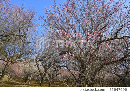 Plum Blossom Garden at the top of Mt. Hodo Plum Blossom Garden at the top of Mt. Hodo 85647696