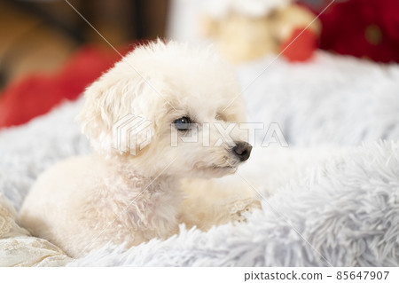 床上玩具貴賓犬的簡介 85647907