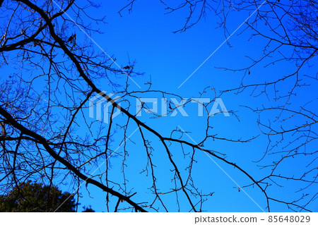 Branches with dead leaves 85648029