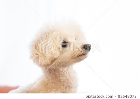 Profile of a smiling toy poodle 85648072