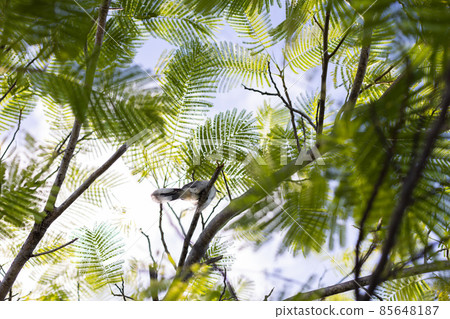 Tropical tree with a bird on a light sky background. Bottom up view. Selective focus. 85648187