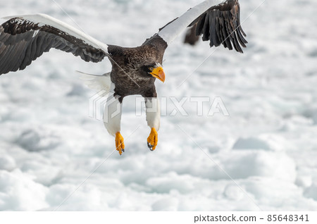 知床冬天 知床冬天 85648341