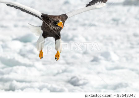 Shiretoko winter Shiretoko winter 85648343