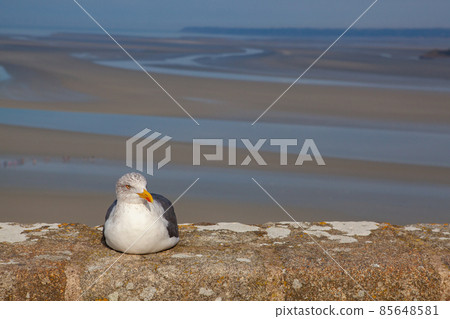 Seagull on the wall,Mont Saint Michel, Brittany, France. Seagull on the wall,Mont Saint Michel, Brittany, France. 85648581