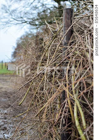 Deadwood fence on a paddock as a close up Deadwood fence on a paddock as a close up 85648634