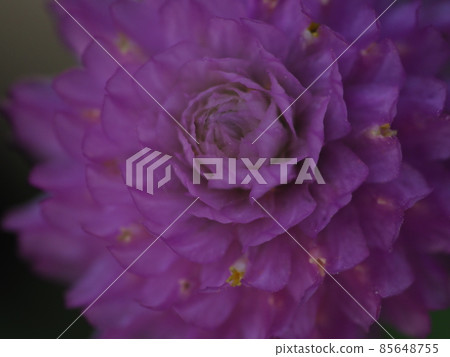 上千朵紅花 85648755