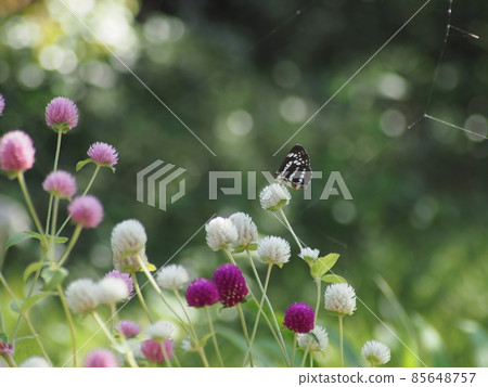 地球莧菜花和花園裡的蝴蝶 地球莧菜花和花園裡的蝴蝶 85648757