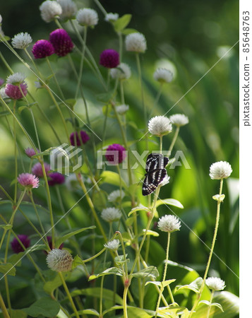 Globe amaranth flowers and butterflies 85648763