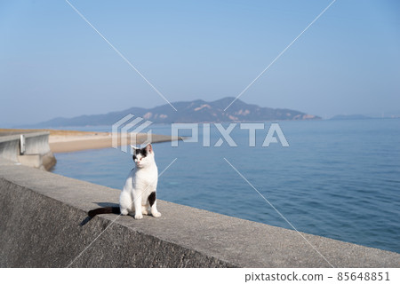 Sitting cat 85648851
