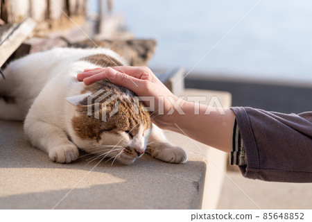 Stroking a cat, brown tabby white 85648852