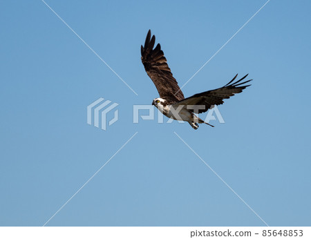 Flying Flying Osprey 85648853