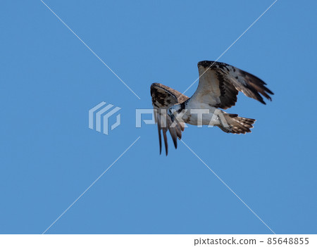 Flying Flying Osprey 85648855