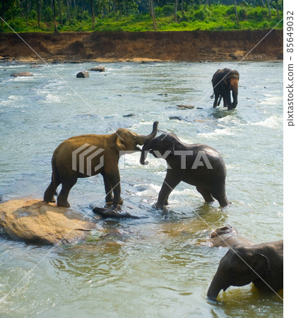 Pinnawala Elephants Orphanage. Sri Lanka 85649032