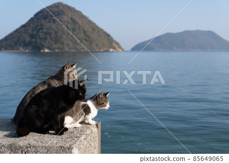Cats relaxing on the embankment 85649065
