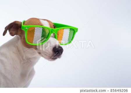Portrait of a dog jack russell terrier in funny glasses on a white background. Saint patricks day holiday concept 85649206