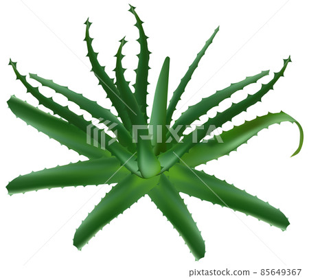 Aloe vera leaf plant icon. Realistic illustration of aloe vera leaf plant icon isolated on white background 85649367