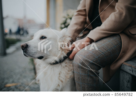 Midsection of unrecognizable senior man sitting on bench and resting during dog walk outdoors in city. Midsection of unrecognizable senior man sitting on bench and resting during dog walk outdoors in city. 85649782